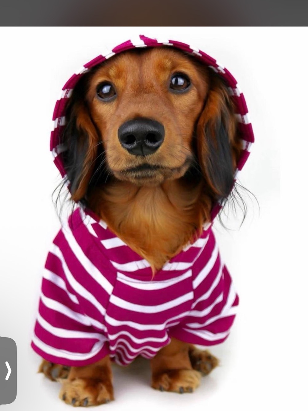 OTTO Magenta and White Striped Dog Hoodie